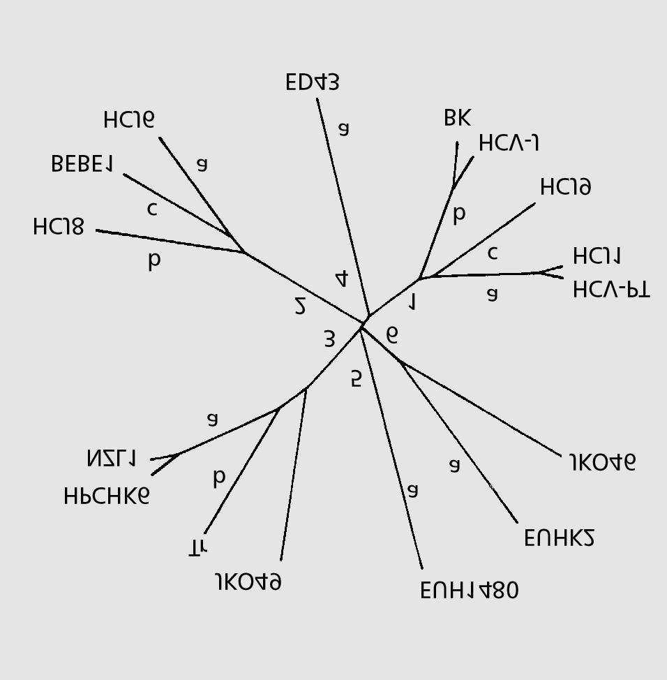 5. ábra: A különbözõ földrajzi területeken analizált HCV-típusok és szubtípusok összetartozása (Okamoto, Mori, Chan és Simmonds szerint, 1998.) 3.