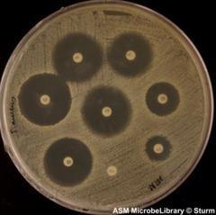 9. Antibiotikum érzékenység meghatározása