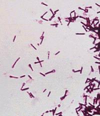 Clostridium