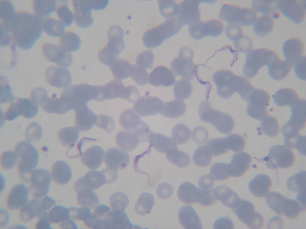 6.b Trypanosoma brucei