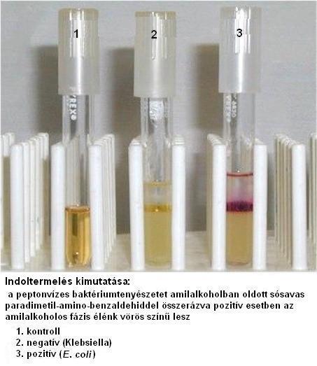 Indol teszt triptofán indol (triptofanáz enzim) Indol +: E.