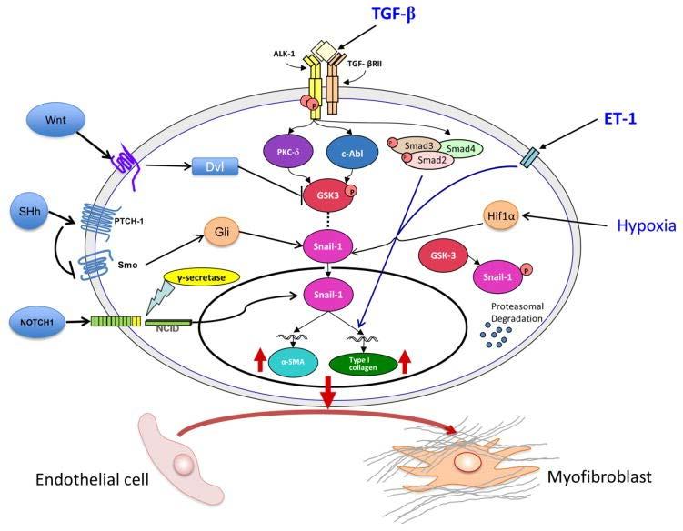 EndoMT-----SSC Endothelial mesenchymalis sejt átalakulás Matrix Biol. 2016 Apr;51:26-36. doi: 10.1016/j.matbio.2016.01.012. Epub 2016 Jan 22.