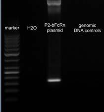 szarvasmarha FcRn-t tartalmazó konstrukcióval. A korábbi években sikerrel használt pci-neo eukarióta konstrukció (G418 szelekciót biztosít) azonban nem vezetett eredményre.