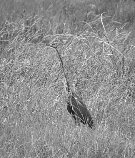 Young of Long-eared owl (Asio otus) Slika 3.