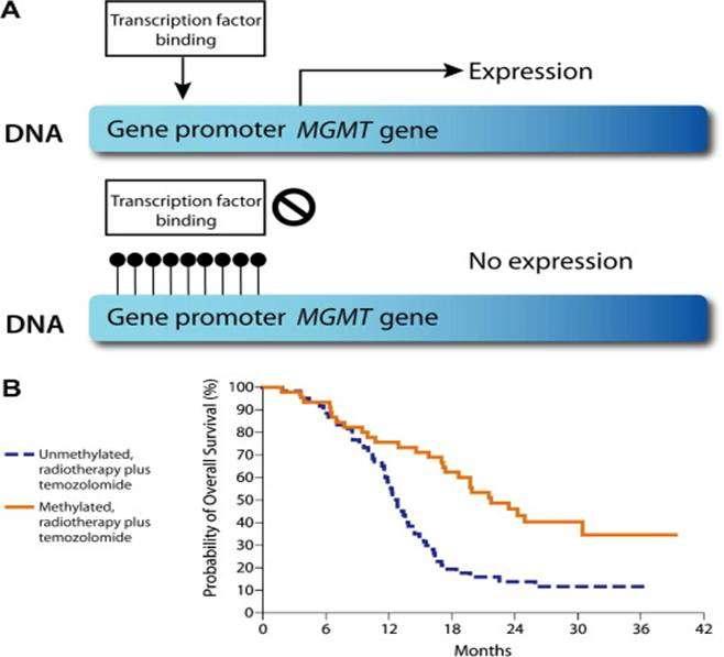 Unmethylated MGMT gene allows gene