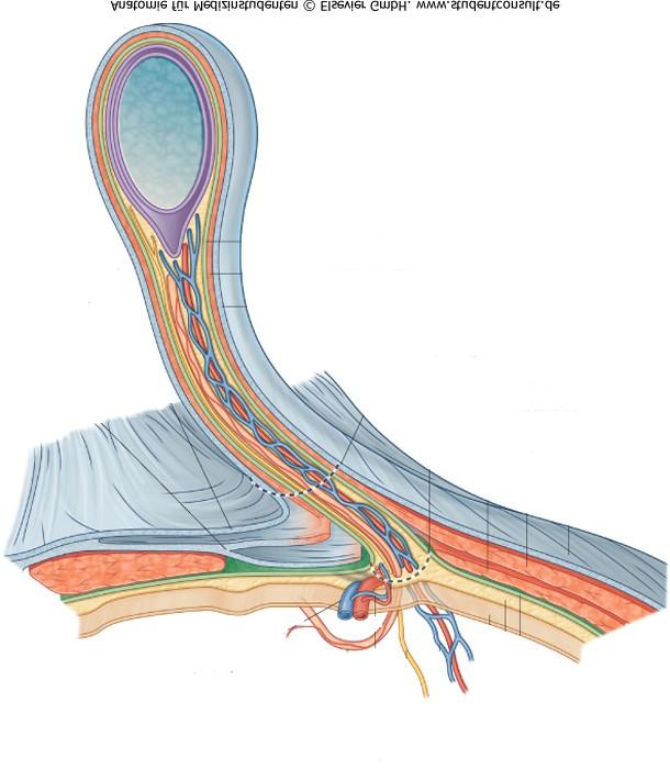 A canalis inguinalis a hasüregb l a herezacskóba vezet csatorna, hossza feln ttben 4-6 cm.