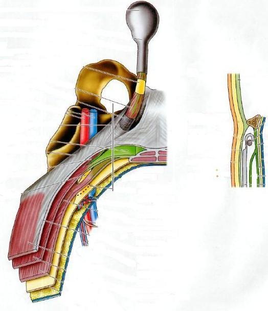 M. obliquus internus M. obliquus externus M. cremaster eredése Lig. inguinale Falx inguinalis Anulus inguinalis superficialis Fascia spermatica externa M.