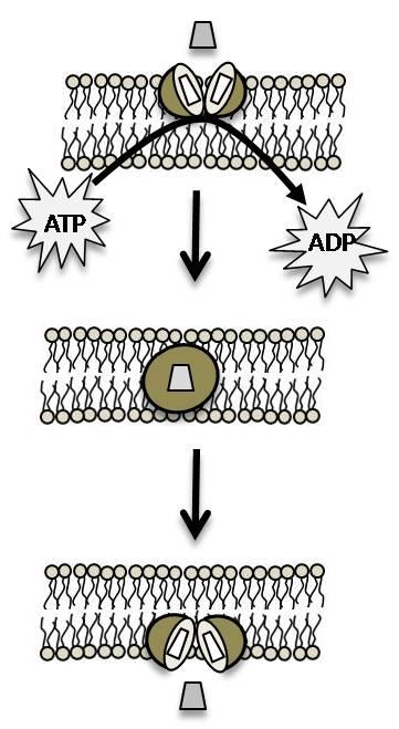 Aktív transzport Transzport folyamatok Aktív transzport esetében a molekula képes a biológiai membrán koncentráció grádiensével ellentétes irányba haladni.