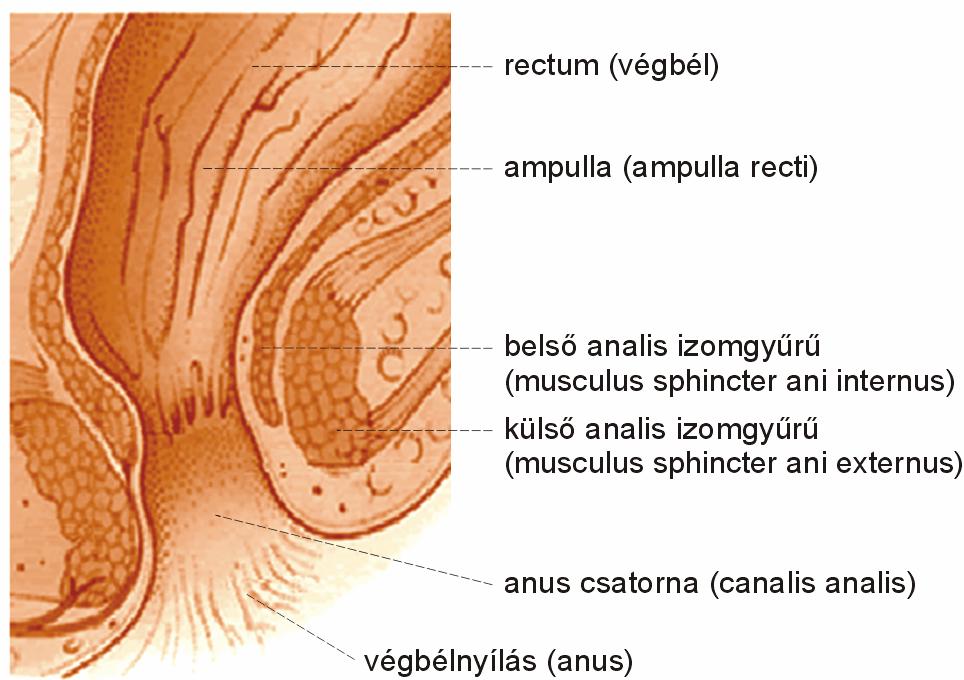 Végbél Abszorpció szerv végbél rectum hosszúság (m) felület (m 2 ) ph