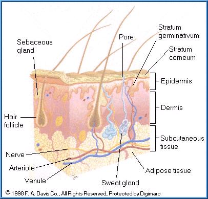 Dermális rendszer Bőr szerkezete(három réteg) Epidermis Stratum