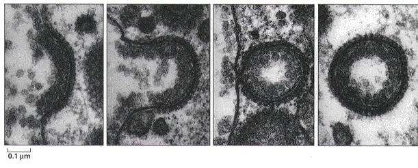 A fehérjék általában A citoszkeletonnal asszociált fehérjék Lehetséges csoportosítások: A fehérjék gyakran munkagépek, eszközök ( DNA is the brain, proteins are the hand ) M,ködhetnek mint: enzimek: