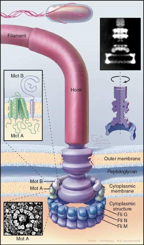 spirillum Examples of bacterial