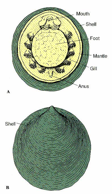 Héjasok (Chonchifera) altörzse Maradványcsigák (Monoplacophora) osztálya Tergomya Cyclomya Neopilina galathea 1952, Costa Rica