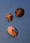 Pleurotomariacea hasított héjú csigák szupercsaládja Haliotis -