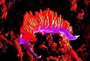 Opisthobranchia hátulkopoltyúsok alosztálya