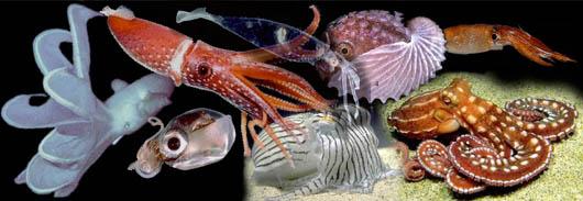 sc. Nautiloidea csigaházas polipok Nautilus Cephalopoda lábasfejűek osztálya sc. Ammonoidea + Ceratites sc. Coleoidea o. Belemnoidea + Belemnites o.