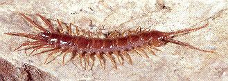 Ízeltlábúak (Arthropoda) törzse - Soklábúak (Myriapoda)