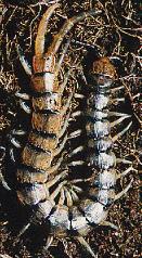 Myriapoda - soklábúak törzse Chilopoda - százlábúak osztálya kb. 3.000 leírt faj ált. 10-50 mm testhossz, max.