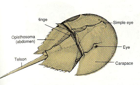 Rákszabásúak (Merostomata) osztálya TŐRFARKÚAK (XYPHOSURA) rendje Tőrfarkúfélék (Limulidae) kb.
