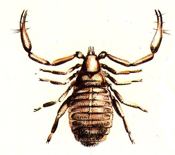 Pókszabásúak (Arachnida) osztálya Álskorpiók (Pseudoscorpiones) alosztálya 2000 faj, 4-5 mm, max.