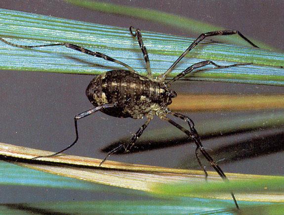 Pókszabásúak (Arachnida) osztálya Kaszáspókok (Opiliones) alosztálya 1-22 mm, hosszú láb /0,6 cm TH - 16 cm LH/, másodlagos ízek, idegdúc, elveszett végtag nem regenerálódik