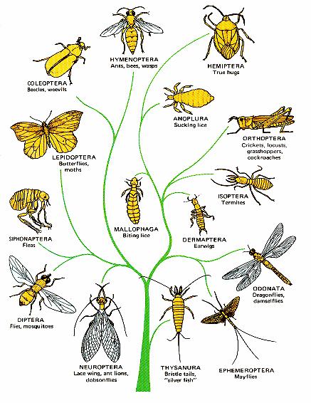 A jelentősebb 350.000 rovarcsoportok törzsfája kis testméret rövid generációs idő 250.000 200.