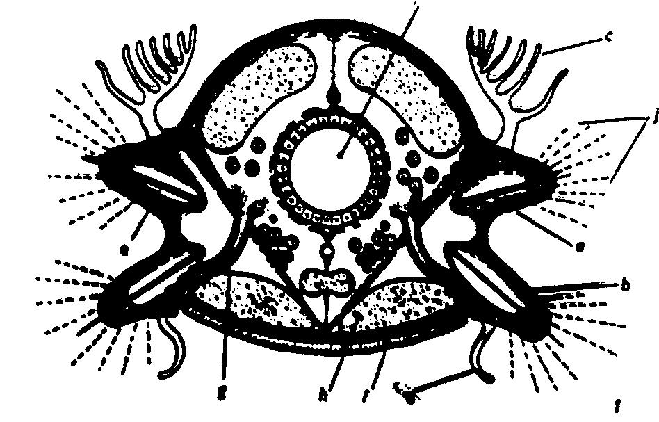 classis Polychaeta - soksertéjűek Zömmel heteronom szelvényesség