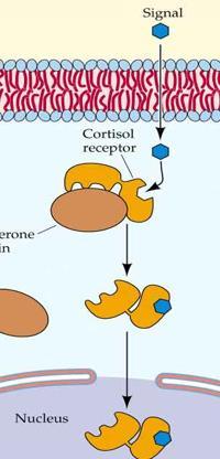 Hypadrenia - CIRCI CRH ACTH csökkent v.