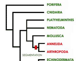 Bilateral symmetry is consistent with this phylogeny because it requires only one change in character state to