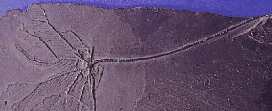 TÜSKÉSBŐRŰEK (ECHINODERMATA) törzse a legősibbek szűrögető életmódot folytattak ragadozás, ásó életmód első mészvázas tüskésbőrűek kambrium elején (i.e. 570 m.