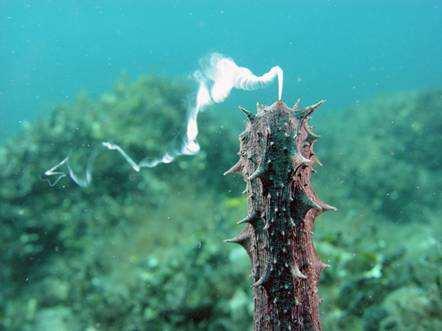 Csöves tengeri uborka (Holothuria tubulosa) spermát bocsájt ki Földközi-tengeri