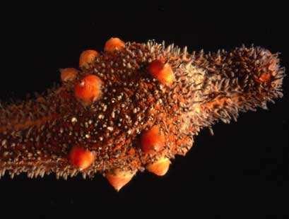 Földközi-tengeri ugorka Holothuria forskalia