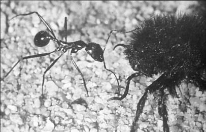I. Mрави 8 бодова 1. На слици се виде две врсте мрава. Иако се у спољашњем изгледу разликују, ипак обe врсте спадају у групу (класу) инсеката.