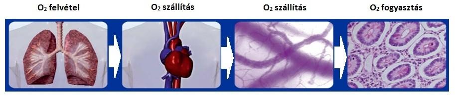 Oxigén adósság A diagnózis ráér, de a sejtek türelme véges Folyadék Vér Oxigén DO2= (SV HR) (Hb 1.