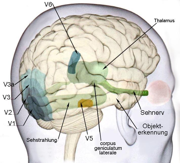 Információfeldolgozás a látókéregben Asszociációs kérgi vizuális területek V2: komplex formák felismerése (Gestalt) V3: geometriai formák kiterjedése és