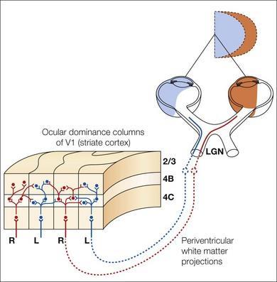 pozícióban Neuroanatomic basis for binocular vision A két kép közötti különbség (pozíciójuk távolsága) az