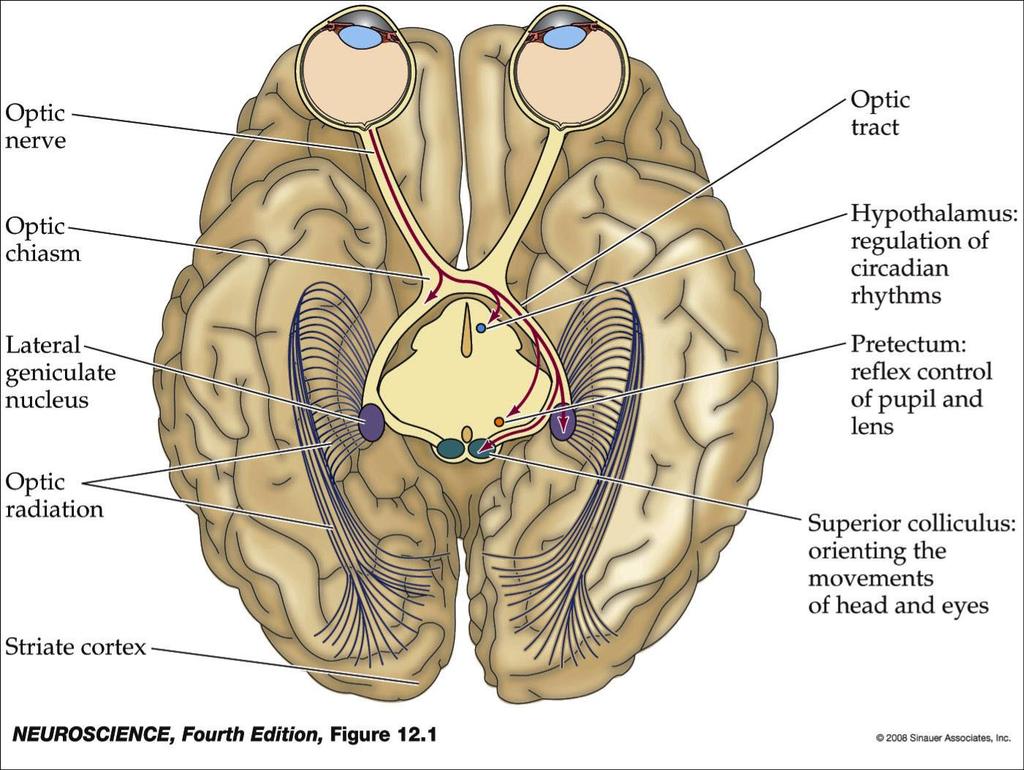 A látópálya Thalamus: A. CGL: alakok, színek, mozgás B.