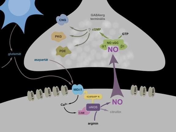 19. Ábra. Az NMDAR-nNOS jelpálya feltételezett útvonalának sematikus ábrája a piramissejtekre érkező GABAerg szinapszisokban. Az ábrán egy szinapszis sematikus vázlata látható.