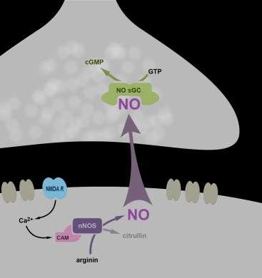 erek endothél-sejtjeire korlátozódik (Blackshaw et al., 2003; Jinno és Kosaka, 2002, 2004). Az endotheliális NO szerepét a neuronhálózat működésében már korábban ismertettem (lásd III.3.5.