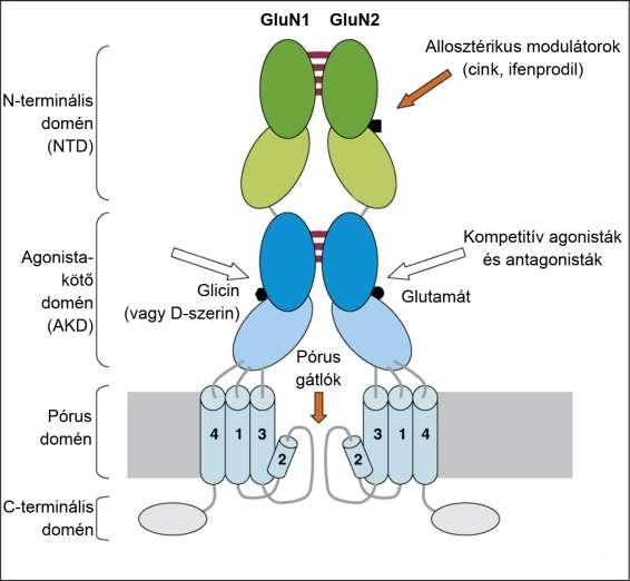7. Ábra. Az NMDA receptor szerkezeti modellábrája Az NMDA receptorok funkcionális hetero-tetramert alkotnak.