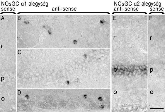 11. Ábra. Az NOsGC α1 és α2 alegységek mrns eloszása a hippokampusz CA1 területén A fénymikroszkópos felvételeken a két alegység elkülönülő mrns jelölése látható patkány hippokampuszban.