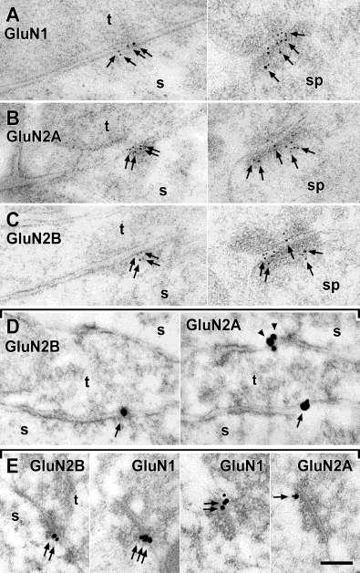 VI.7. A CA1 piramissejtekre érkező periszomatikus GABAerg szinapszisokban kifejeződik az NMDA-receptor GluN1, GluN2A és GluN2B alegysége A fenti kísérletek azt sugallták, hogy az NMDA receptoroknak