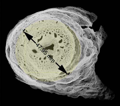 Földrengés-veszélyeztetettség becslése a Detrekői-zsomboly állócseppkövének vizsgálatával f 1 = (v i /2π) = [(s i L) 2 /2π] [EI/r AH 4 ] 1/2, (3) ahol I a keresztmetszet második nyomatéka, A a