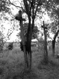 Cruci ortodoxe Cruce înalã din lemn, cu numele scris din briºcã Pom plantat pe mormânt lângã cruce Ocupaþiile tradiþionale Agricultura Agricultura a reprezentat încã din secolul al XVIIII-lea