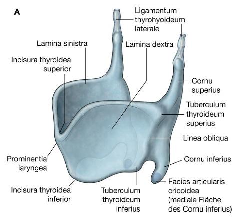 Elasztikusporc: Cartilago epiglottica Cartilago corniculata