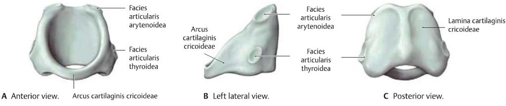 A gége porcos váza-2 Cartilago cricoidea: aspectus anterior aspectus lateralis aspectus