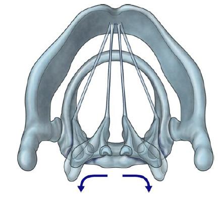 típusa: ginglymus(transversalis tengely mentén) Articulatio