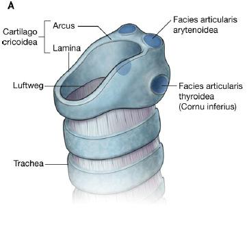 arytenoidea (Cartilago arytenoidea) (Lamina cartilaginis cricoideae)