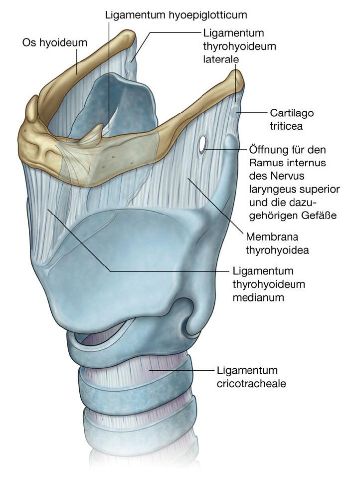 A gége szalagjai külsı szalagok (Os hyoideumhoz és tracheához rögzítenek) Membrana thyrohyoidea, lig.