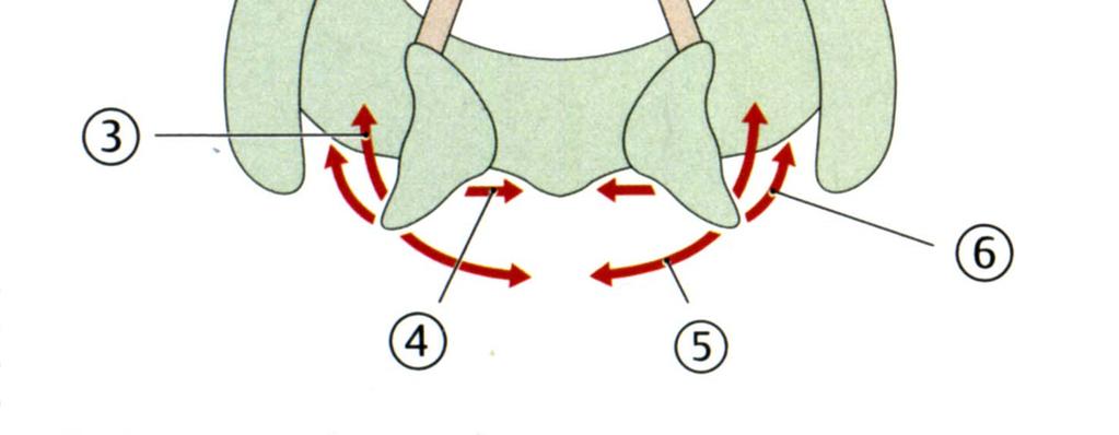 Cricoarytenoideus posterior (5) posterior= m.
